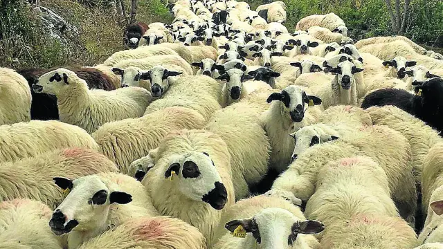 Rebaño de ovejas de Churra Tensina
