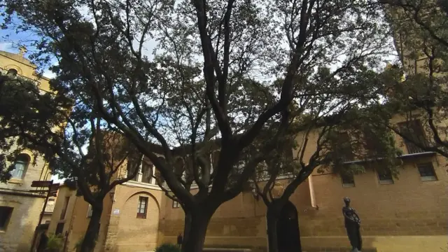 Árboles urbanos en la plaza del ayuntamiento de Huesca