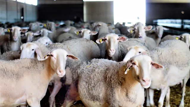 Imagen de archivo de un rebaño de ovejas.