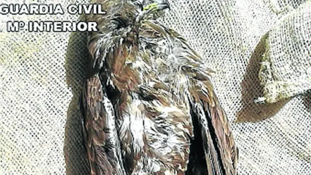 Ejemplar de águila ratonera que hallaron muerta.