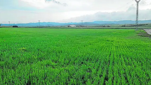 Campo de trigo en Robres después de las últimas lluvias, tras la jornada de ayer.
