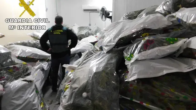 Intervienen más de 700 kilos de marihuana en la segunda fase de la Operación KENEVIR.