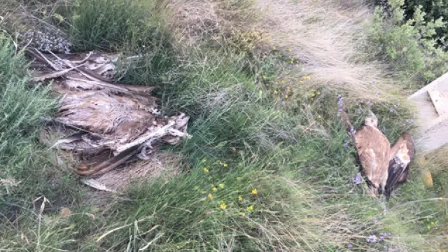 Buitres encontrados en las cercanías de Huesca