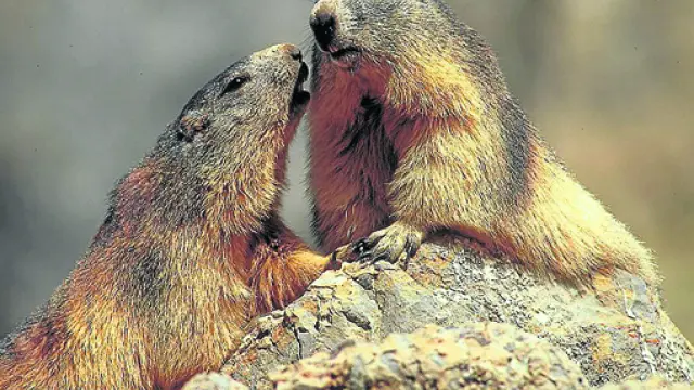 Fotografía de dos marmotas del apartado de fauna del proyecto Vivir en las alturas.