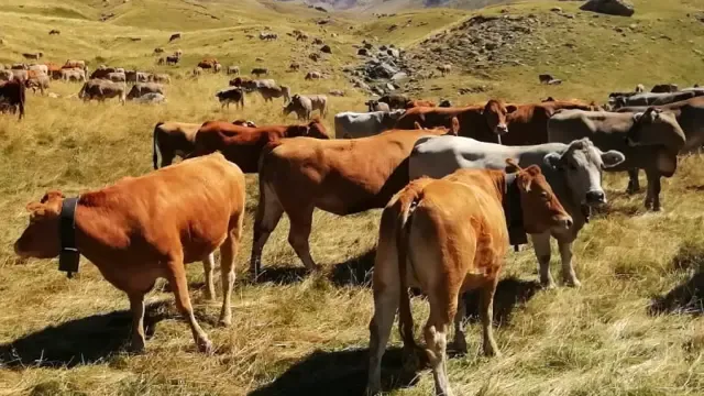 Vacas en el Valle de Benasque
