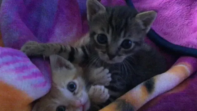 Luca y Merlín, dos gatitos rescatados