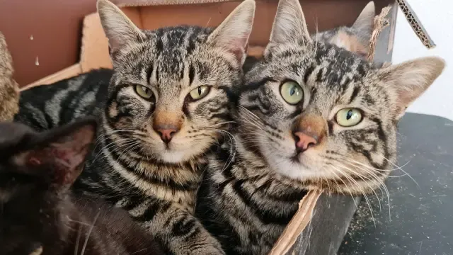 Odín y Zeus, dos gatos hermanos que están en adopción.