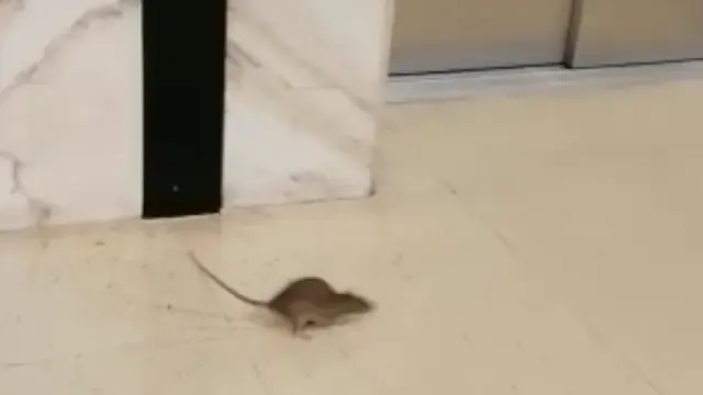 Captura del vídeo en el que puede verse al roedor