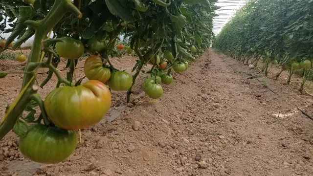 La demora en el cultivo hace que la campaña de recogida del tomate llegue más tarde.