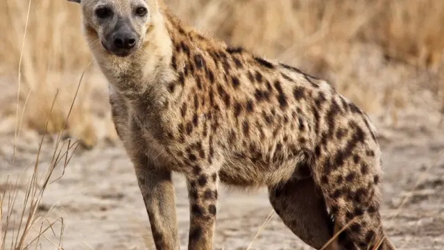 las hienas heredan las redes sociales de sus madres.