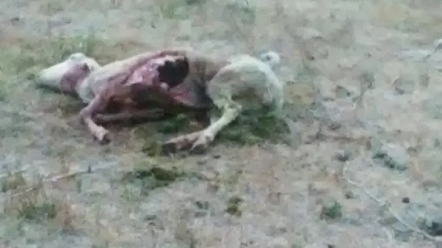 Una oveja muerta en un nuevo ataque en la noche de este martes en Sinués