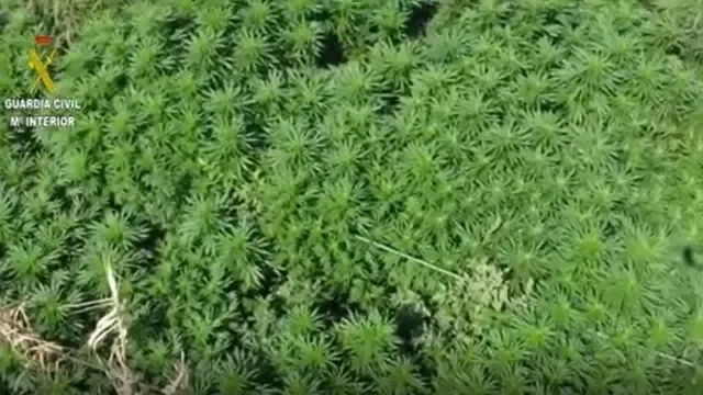 Plantación de marihuana intervenida en Binéfar.