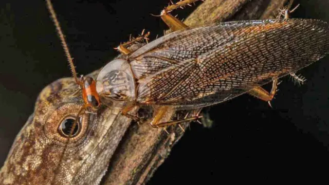 Fotografía de una cucaracha bebiendo las lágrimas de un lagarto en la Amazonía ecuatoriana