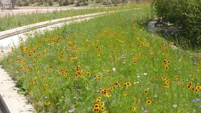 Isla de biodiversidad en el Polígono 41 de Huesca en plena floración