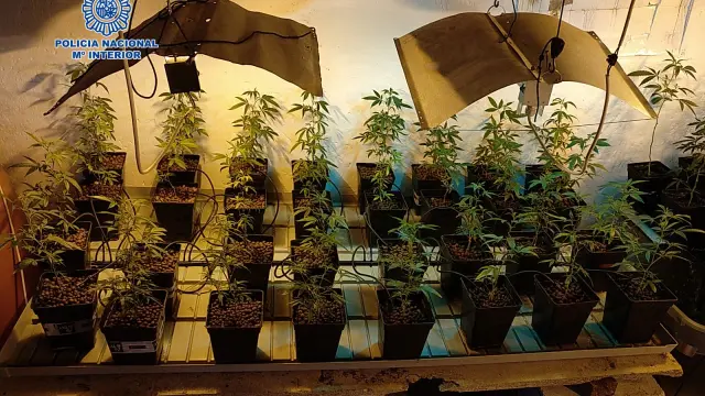 La Policía Nacional incauta más de 1700 plantas de marihuana en cinco plantaciones indoor y dos en terrenos de difícil acceso.