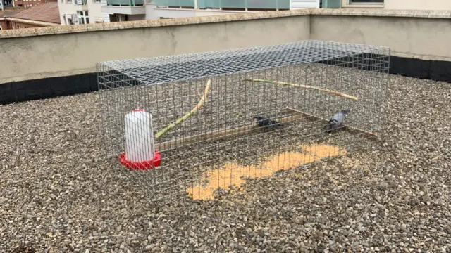Imagen de una jaula de palomas en Monzón.