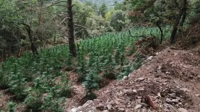 Plantación de marihuana hallada en Prades.