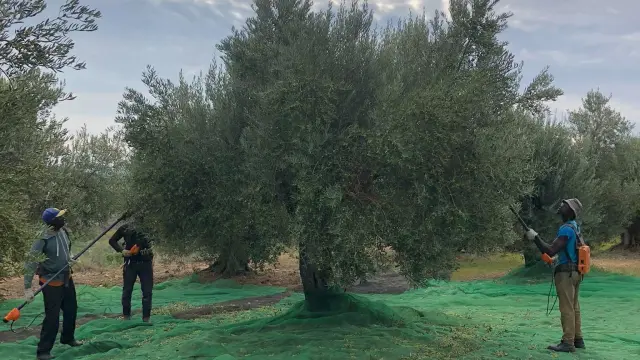 Tareas de recolección de olivas en Bierge.