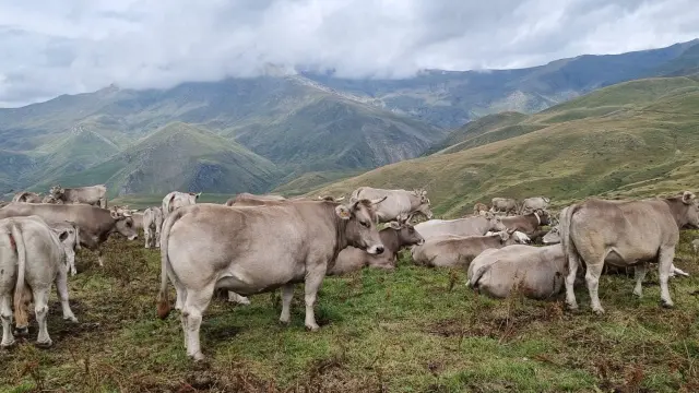 Ejemplares de Parda de Montaña pastan en un prado del Pirineo.