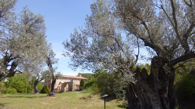 Variedades en el bosque de los olivos cerca de la ermita de Santa María de Dulcis.
