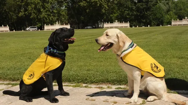 Dos perros guía de la Fundación Once del Perro Guía con los chalecos identificativos.