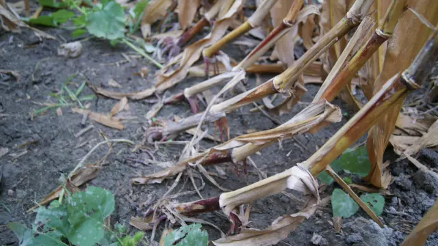 Daños en raíz y caída de plantas de maíz en Bujaraloz, por la plaga de diabrotica virgifera virgifera.