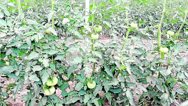 Primeros tomates de la campaña en las plantaciones en invernadero de Óscar Olivera.