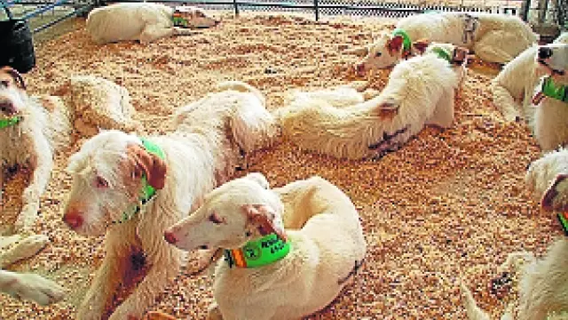 Perros expuestos en la Feria de Caza de Sariñena.