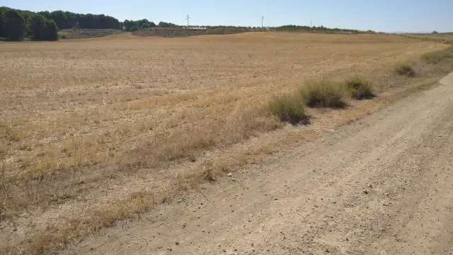 Estado que presenta un campo de Torralba de Aragón por la falta de lluvias.