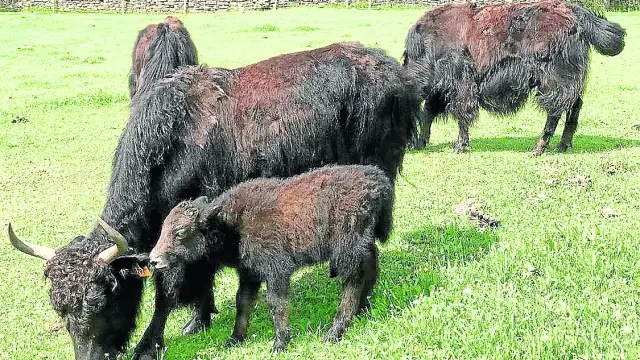 Familia de yaks en la ganadería Borda Matías de Orós Bajo.
