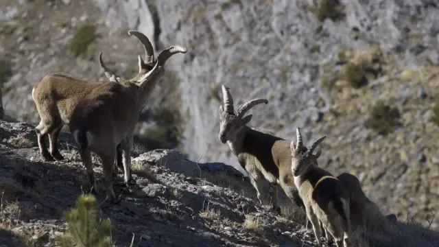 Ejemplares de cabra montesa en el nacimiento del río Ara.