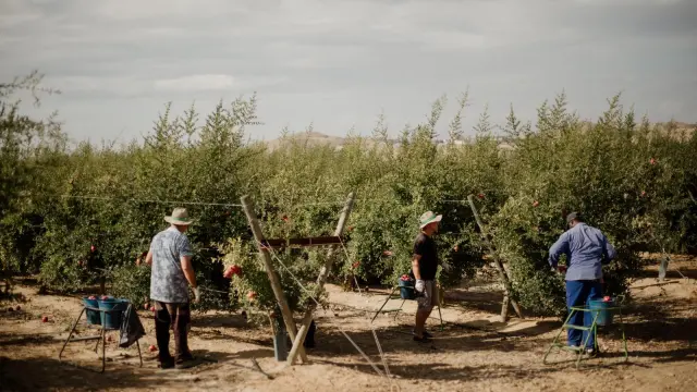 Explotación familiar de granados de la empresa Arilo Fruits en un campo de Fraga.