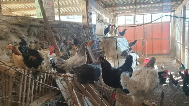 Explotación avícola en la provincia.