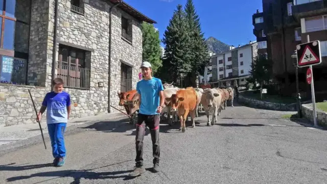 Vacas pasando por Cerler.