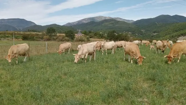 Las vacas de Luis Larscoz pastorean.