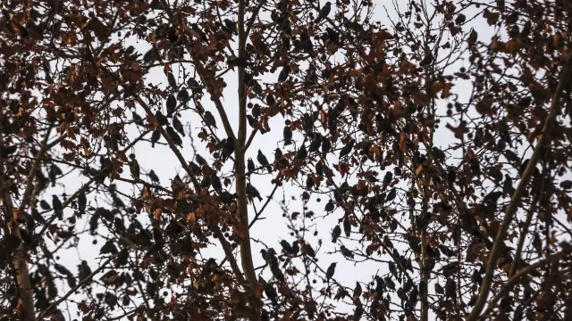 Numerosas aves posadas en las ramas de un árbol.
