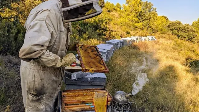 Explotación apícola en Monflorite de Pedro Loscertales, apicultor altoaragonés