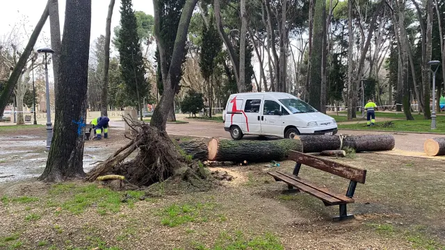 Personal del Ayuntamiento realizando los trabajos corte del árbol caído el jueves para poder despejar la zona.