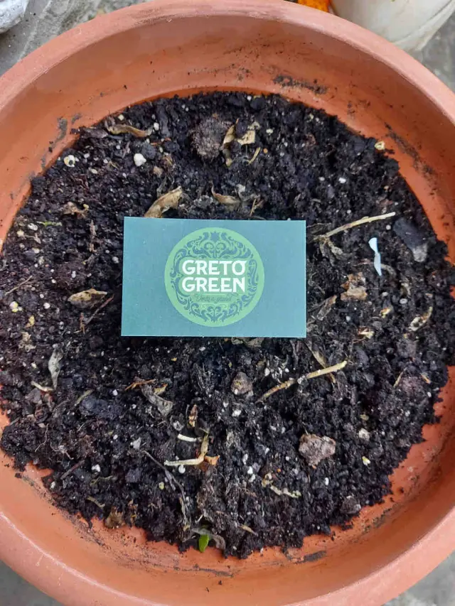 La tarjeta de visita de Greto Green es una semilla.