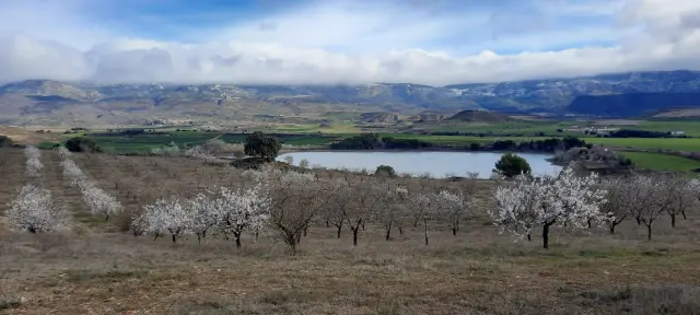 Almendros en flor.