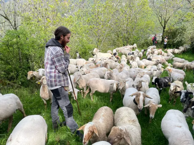 Ignacio Sainz con su rebaño, enseñando a alumnos en prácticas