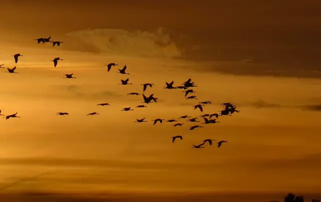 Grullas al atardecer en la Hoya de Huesca.