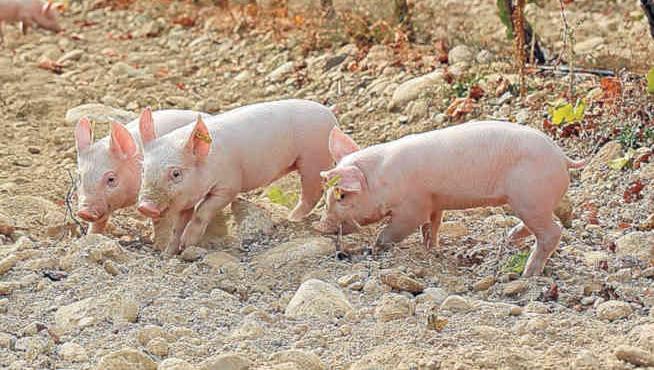 Cerdos de una de las granjas de Grupo Costa.