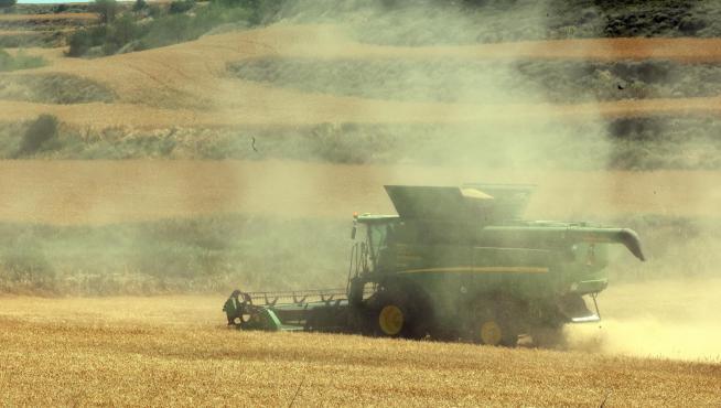 Trabajos de una cosechadora en campos de cereal próximo a Tardienta, este mes de junio.