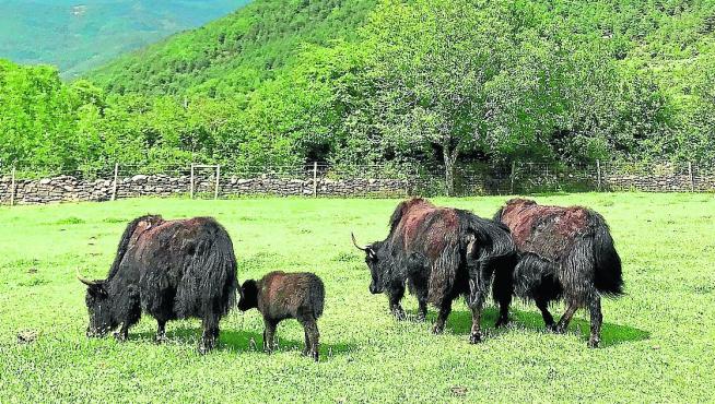 Los yaks están en un campo al aire libre de la explotación ganadera.