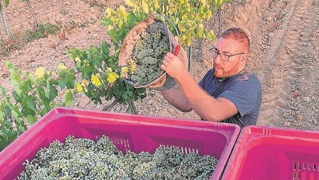 Recolección de uva chardonnay por la bodega Batán de Salas.