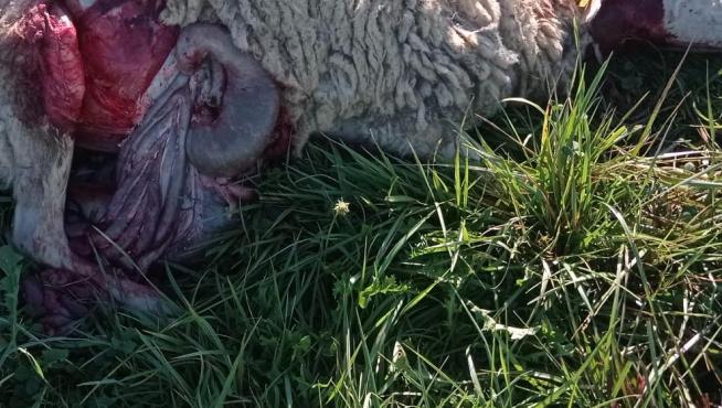 Una de las ovejas muertas este martes, por un nuevo ataque.