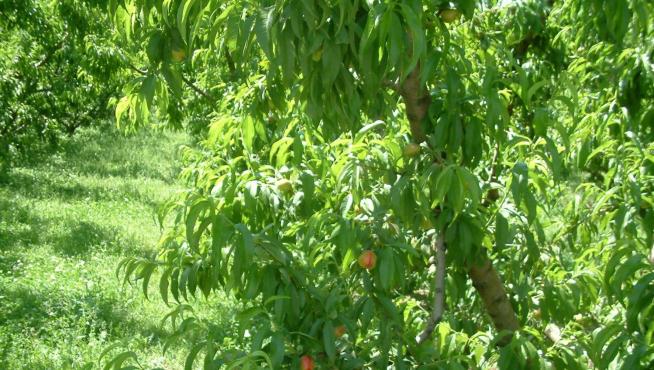 El Gobierno aragonés no dará ayudas para arrancar plantas de melocotones y nectarinas