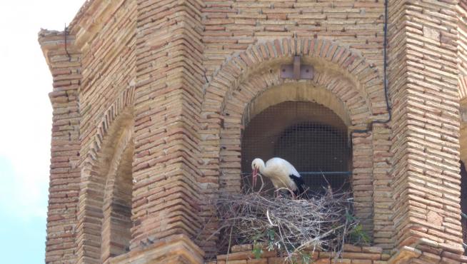 La presencia de cigüeñas impide realizar visitas guiadas al interior de la torre de la catedral de Barbastro