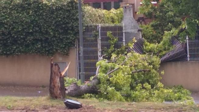 La tormenta deja varias ramas y árboles caídos en Barbastro